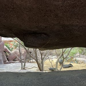 Desert- Prairie dog, North American Porcupine and Collared Peccary enclosure 6.7.23