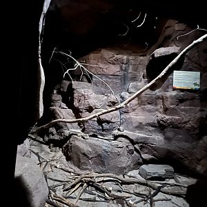 Desert- Ringtail enclosure 6.7.23