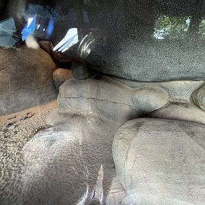 Meerkat indoors 6.7.23