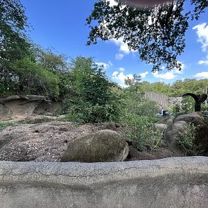 Meerkat enclosure 6.7.23