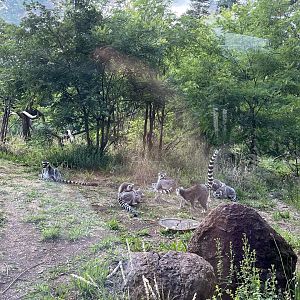 Ring-tailed lemurs 6.7.23