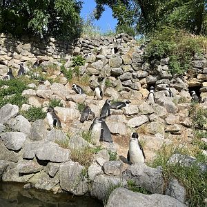 African penguins 6.7.23