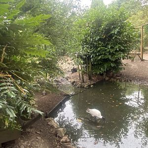 Large central aviary 300623