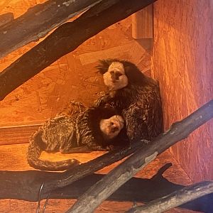 Geoffroy’s marmoset 300623