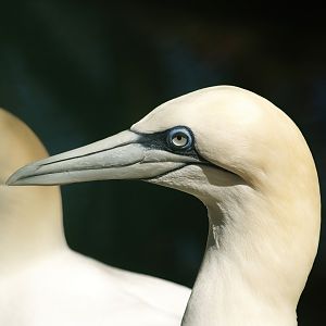 Northern gannet (Morus bassanus), 2007-04-15