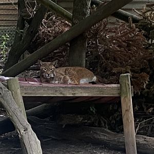 Northern lynx 300623