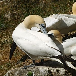 Northern gannets (Morus bassanus), 2010-07-24