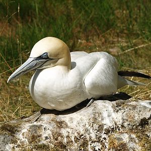 Northern gannet (Morus bassanus), 2010-07-24
