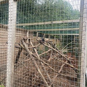 Tayra enclosure 300623