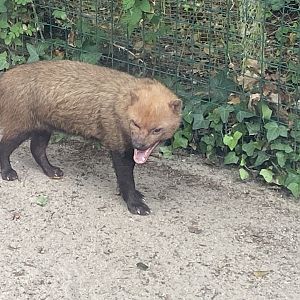 Bush dog 300623