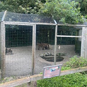Part of Bush dog enclosure 300623