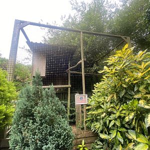 Eurasian great grey owl aviary 300623