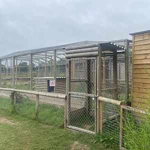 Caracal enclosure 300623