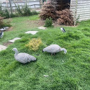 Black crowned night herons and Cape barren geese 300623