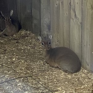 Kirk’s dik-dik 300623