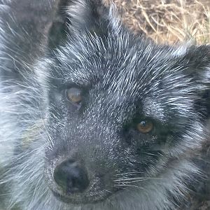 Arctic fox 300623