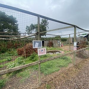 Hadada ibis and Northern helmeted curassow aviary 300623