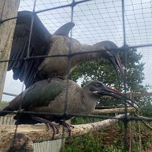 Hadada ibises 300623