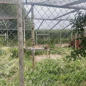 Serval enclosure 300623