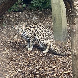 Indochinese leopard cat 300623