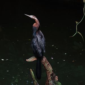 African darter (Anhinga rufa), 2012-09-15