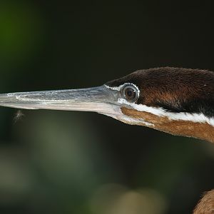 African darter (Anhinga rufa), 2007-04-15