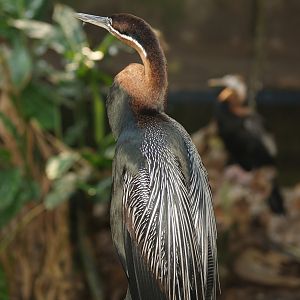 African darter (Anhinga rufa), 2007-04-15