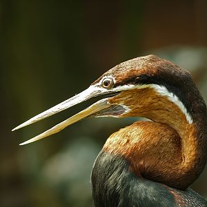 African darter (Anhinga rufa), 2009-08-01