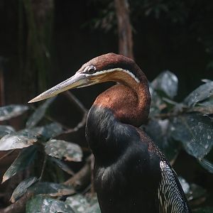 African darter (Anhinga rufa), 2009-08-01