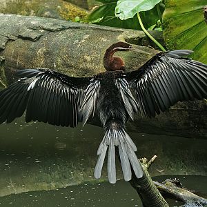 African darter (Anhinga rufa), 2010-07-24
