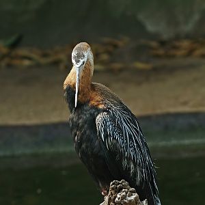 African darter (Anhinga rufa), 2010-07-24