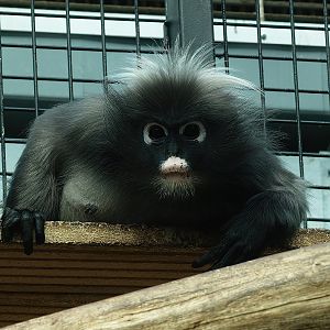 Dusky langur (Trachypithecus obscurus), 2012-09-15