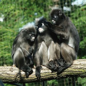 Dusky langurs (Trachypithecus obscurus), 2010-07-24