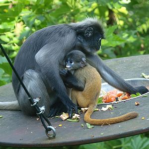 Dusky langurs (Trachypithecus obscurus), 2014-09-07