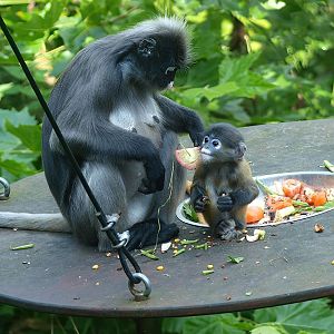 Dusky langurs (Trachypithecus obscurus), 2014-09-07