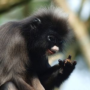 Dusky langur (Trachypithecus obscurus), 2014-09-07