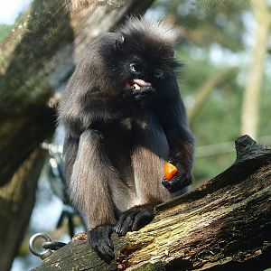 Dusky langur (Trachypithecus obscurus), 2014-09-07