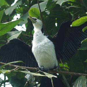 Little pied cormorant (Microcarbo melanoleucos), 2014-09-07