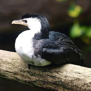 Little pied cormorant (Microcarbo melanoleucos), 2015-08-15