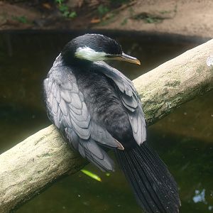 Little pied cormorant (Microcarbo melanoleucos), 2015-08-15