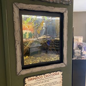 Orinoco Crocodile Exhibit