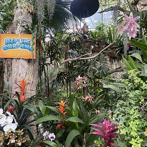 Jungle Dome - Entrance + African Grey Parrot Perch