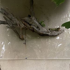 Jungle Dome - Prehensile-Tailed Skink Perch