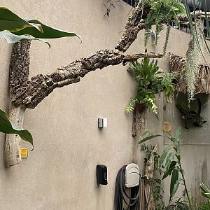 Jungle Dome - Boa Constrictor Branch