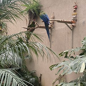 Jungle Dome - Military Macaw + Hybrid Macaw Perches