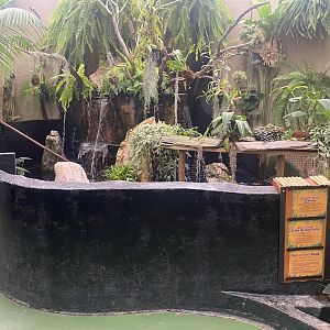 Jungle Dome - Smooth-Fronted Caiman + Roti Island Snake-Necked Turtle/Murray River Turtle Exhibits