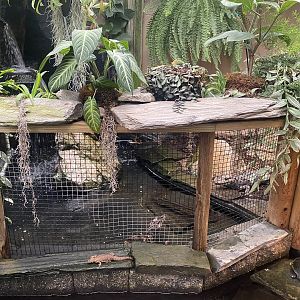 Jungle Dome - Smooth-Fronted Caiman Exhibit