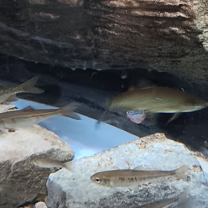 Does anyone know what this species is?