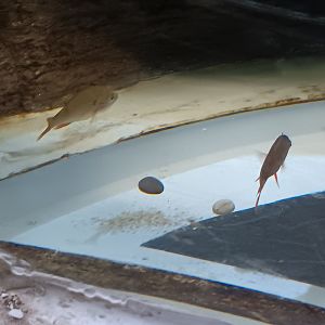 Does anyone know what species of fish this is?