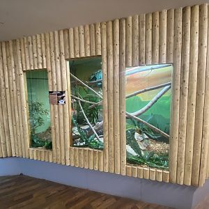 Sailfin lizard exhibit 150723